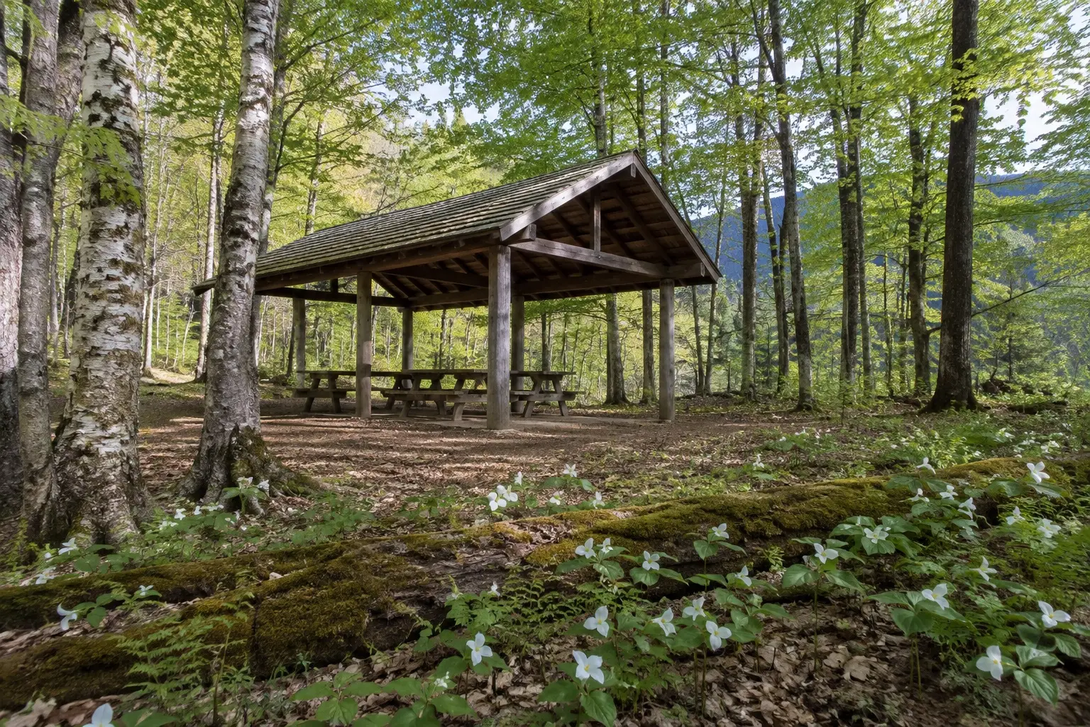 An open-sided timber picnic pavilion with a shingled roof and wooden picnic tables beneath it, standing in a clearing in a hardwood forest, with white trillium flowering across a mossy fallen log in the foreground.