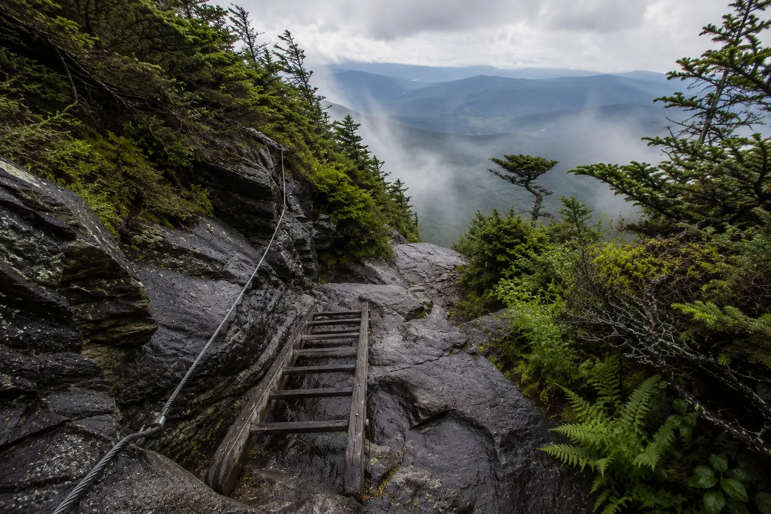 A weathered wooden ladder and a fixed steel cable descending a steep face of wet dark rock on a high mountain route, with stunted wind-shaped spruce and ferns on either side and mist drifting across layered ridges below.